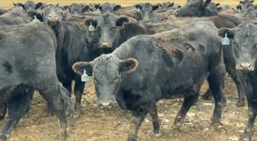 89 head calving April 1 – 3oth, Bred to LBW Black Angus Bulls, 1000-1050 LBS, SHIP DEC 30th.-BH1211B5